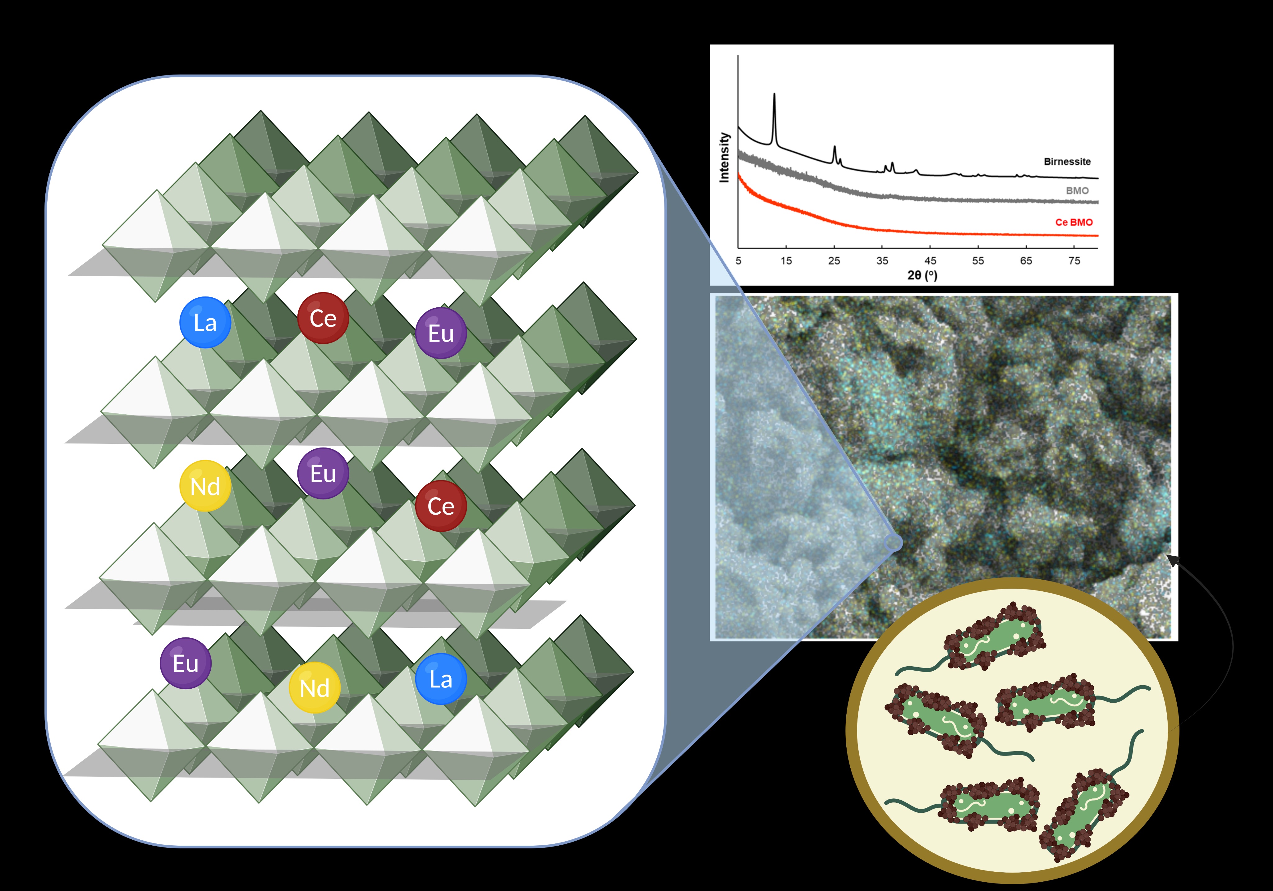 Team Mn graphical abstract: biogenic manganese oxides with rare-earth elements (La, Ce, Eu, Nd), XRD comparison, and MnB1 bacteria
